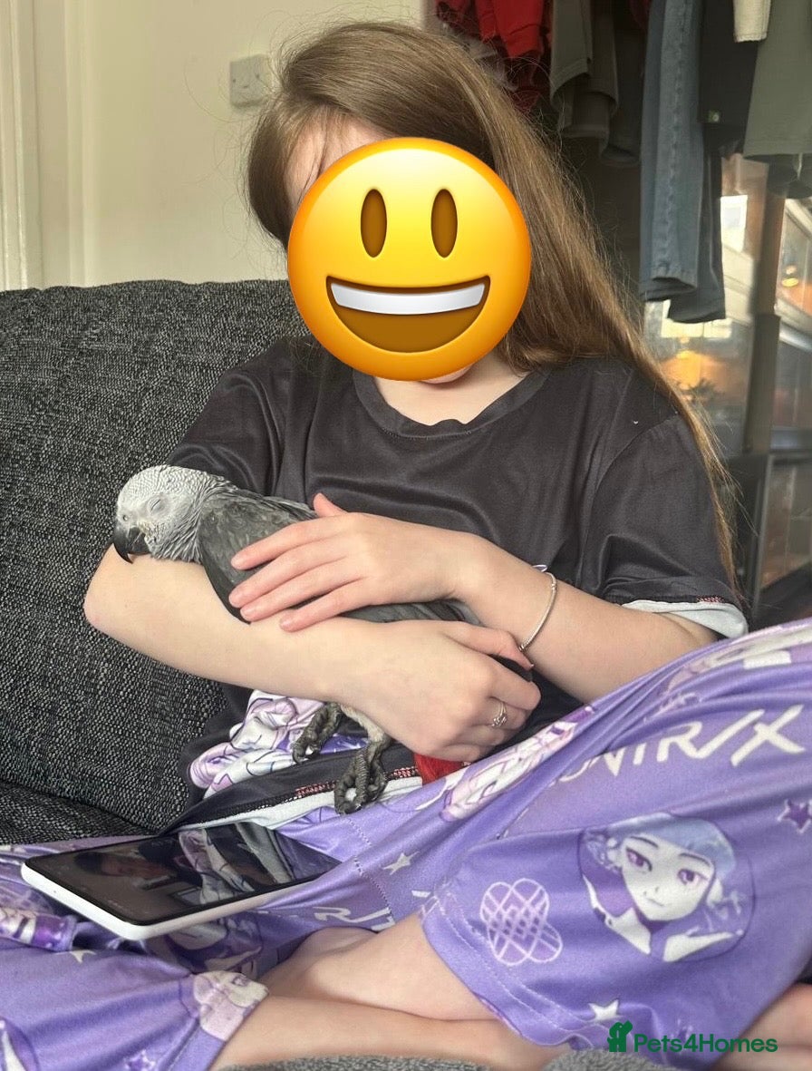 Parrots birds Stunning baby African Grey - Advert 2
