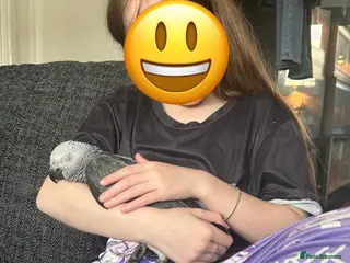 Parrots birds Stunning baby African Grey - Advert 2