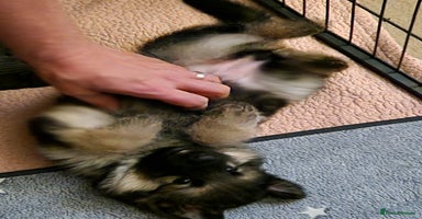 German Shepherd dogs - Advert 2