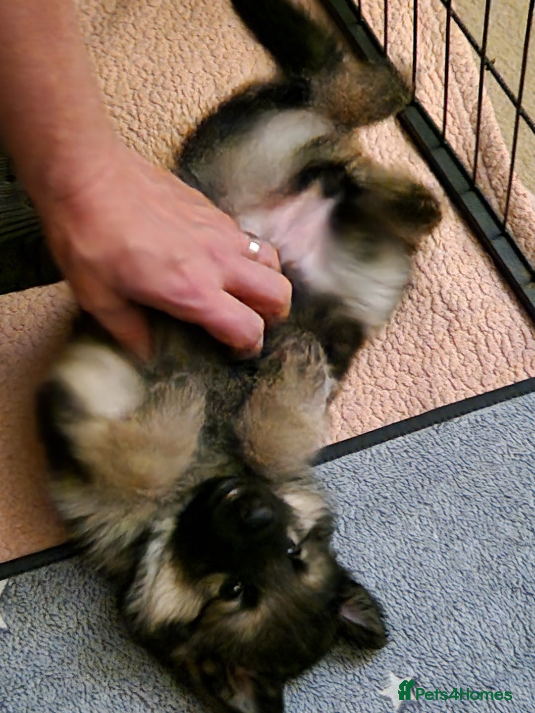 German Shepherd dogs for sale: German shepherd puppies - Image 3