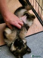 German Shepherd dogs - Advert 14