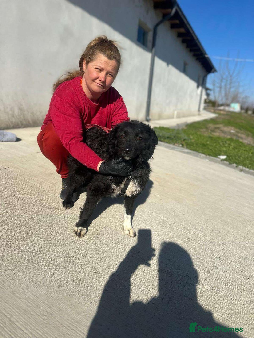 Mixed Breed dogs for adoption: 💕 Daisy & Monty – two hearts, one home 💕 - Image 2