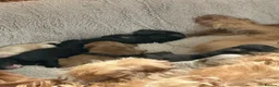 Labradoodle dogs for sale: Mini Labradoodle puppy’s  - Advert 6