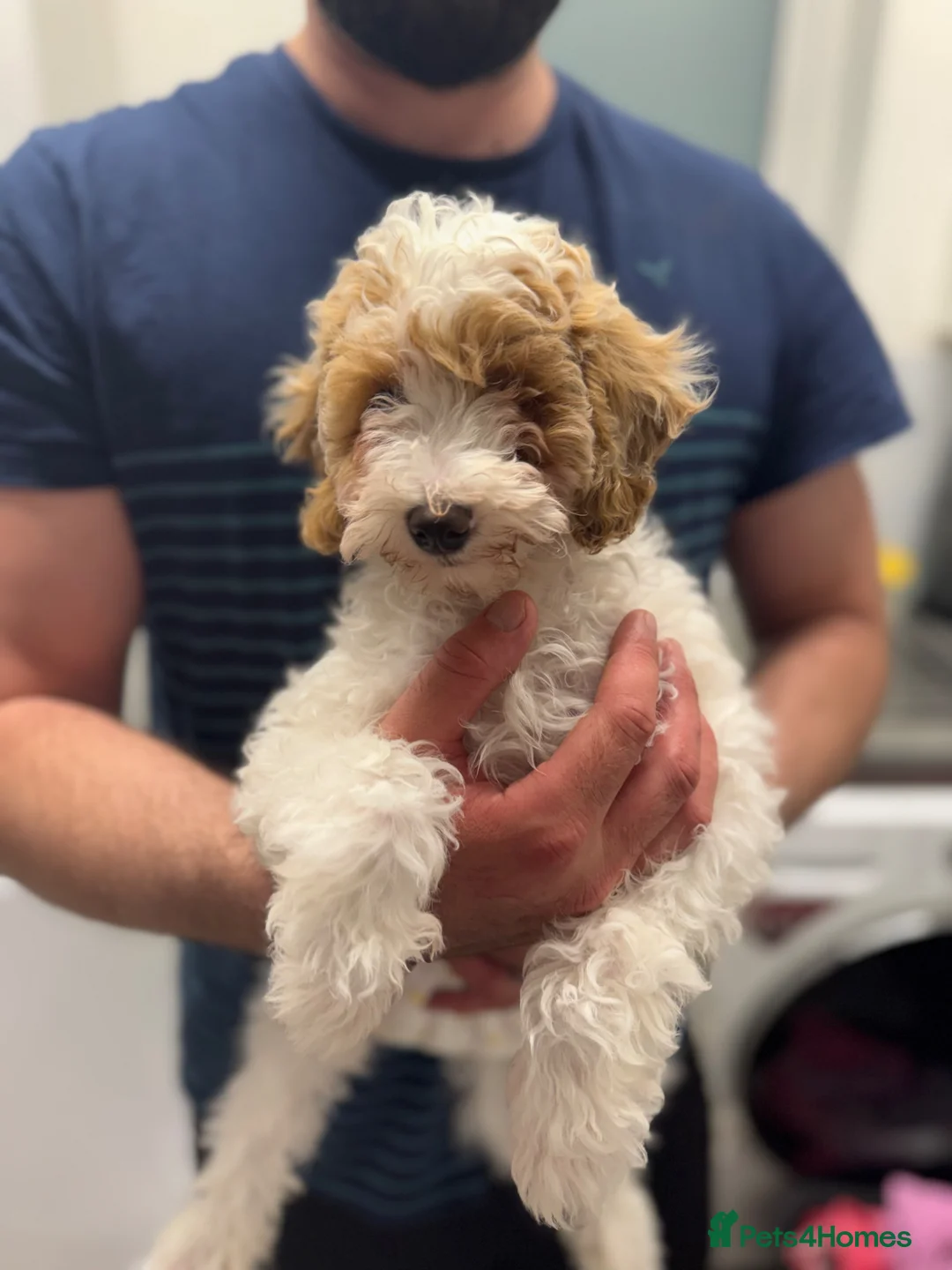 Poochon dogs for sale: Rehoming our male  poochon  - Advert 1