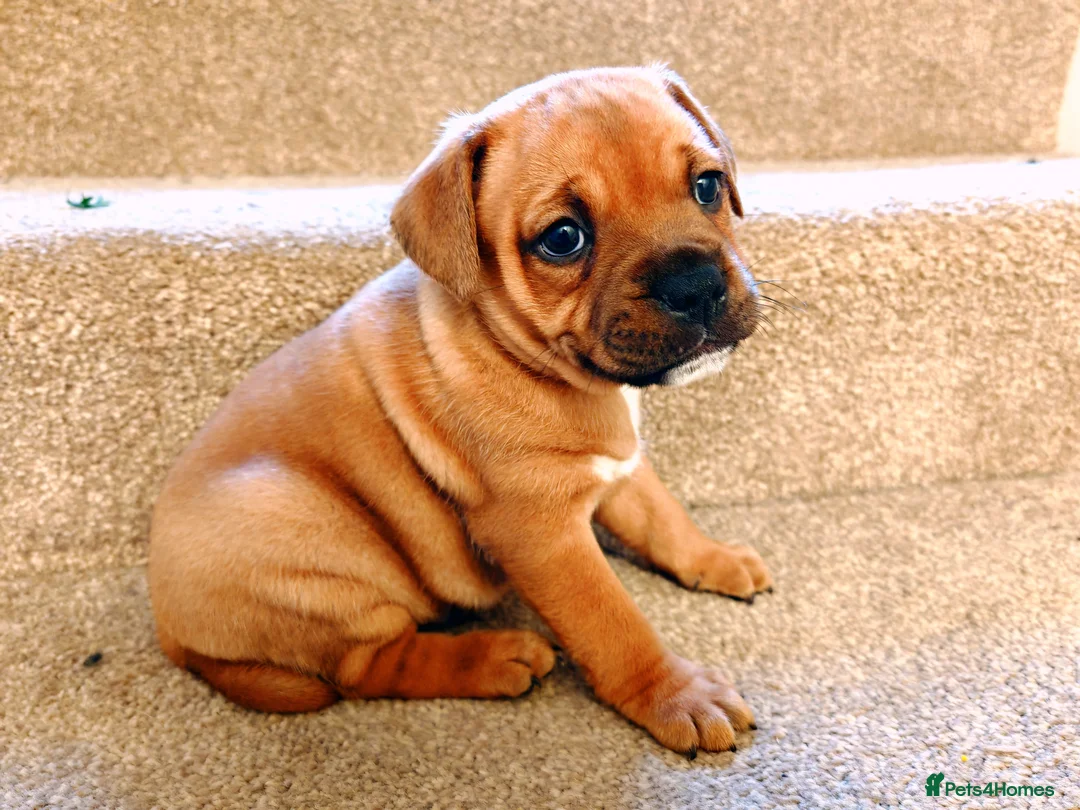 Staffordshire Bull Terrier dogs for sale: GORGEOUS RED STAFFORDSHIRE BULL TERRIER PUPPIES - Advert 1