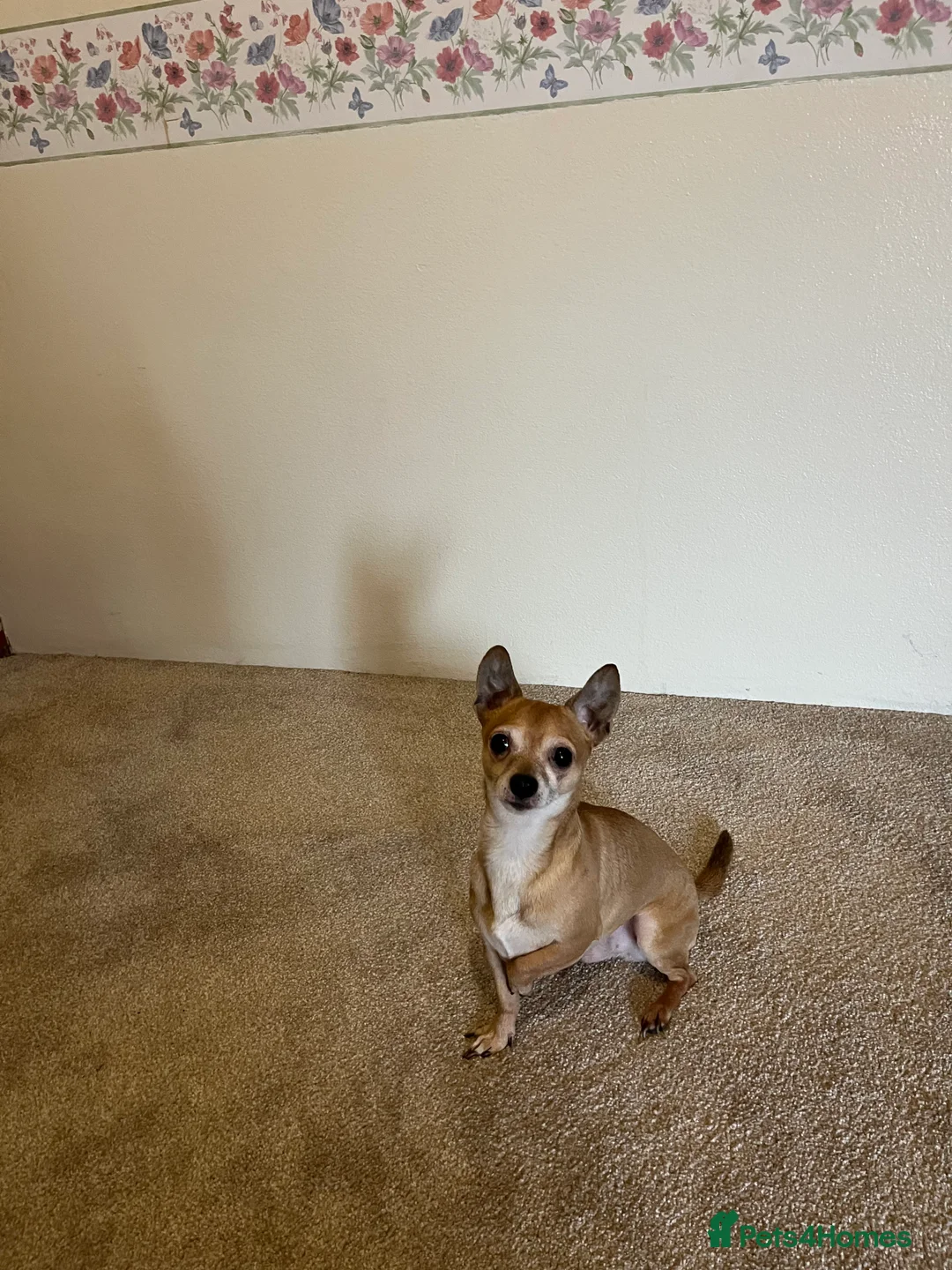 Mixed Breed dogs for stud: Proven stud available  in Skipton - Advert 1