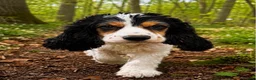 Cockapoo dogs for sale: Gorgeous F1 cockapoo puppies  - Advert 14