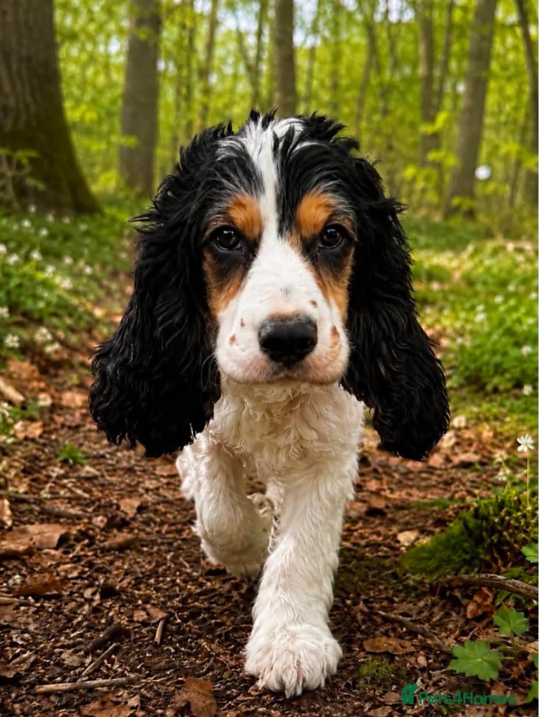 Cockapoo dogs for sale: Gorgeous F1 cockapoo puppies  - Advert 14