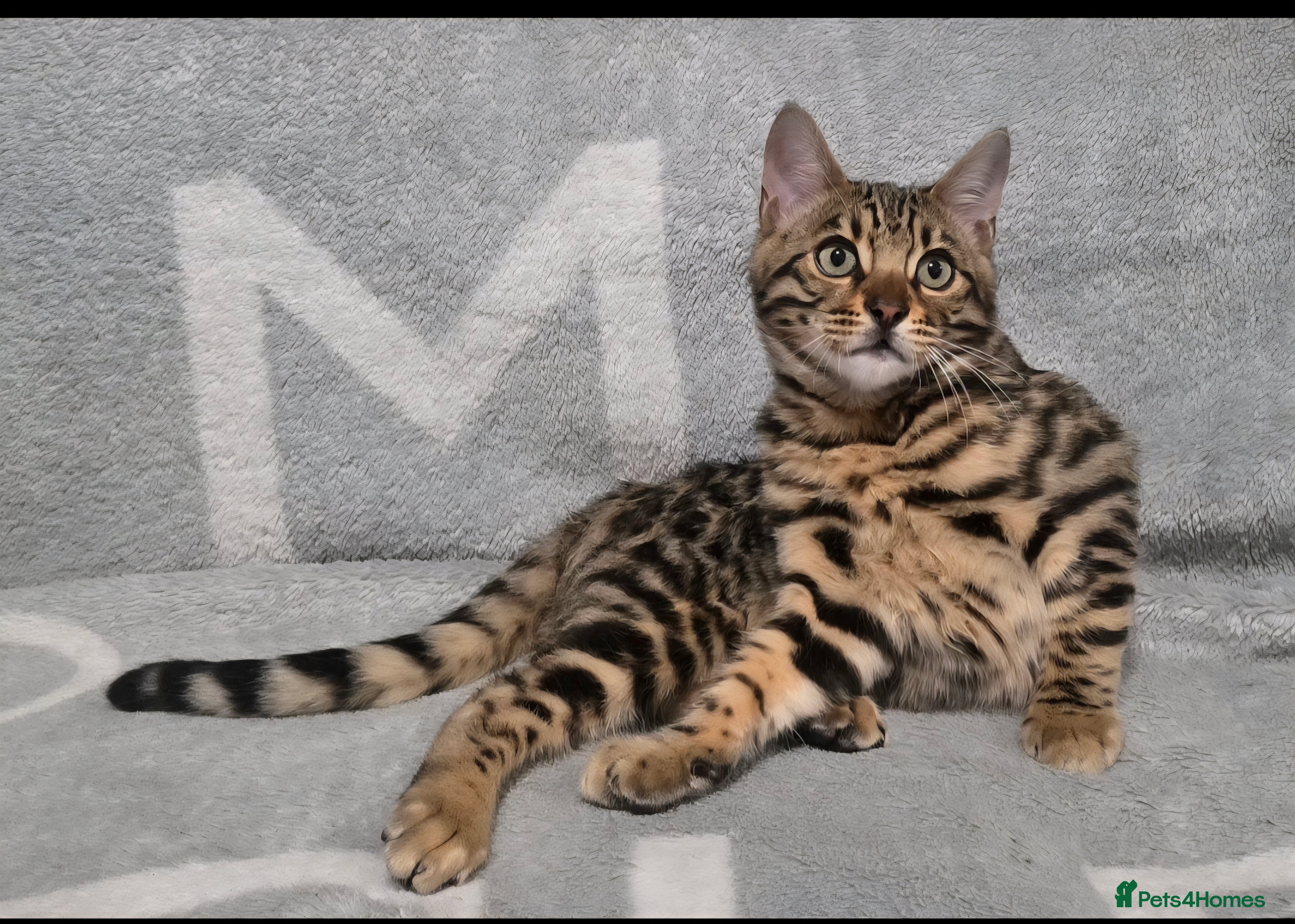 Bengal cats 1 beautiful boy from tica champion lines - Advert 15