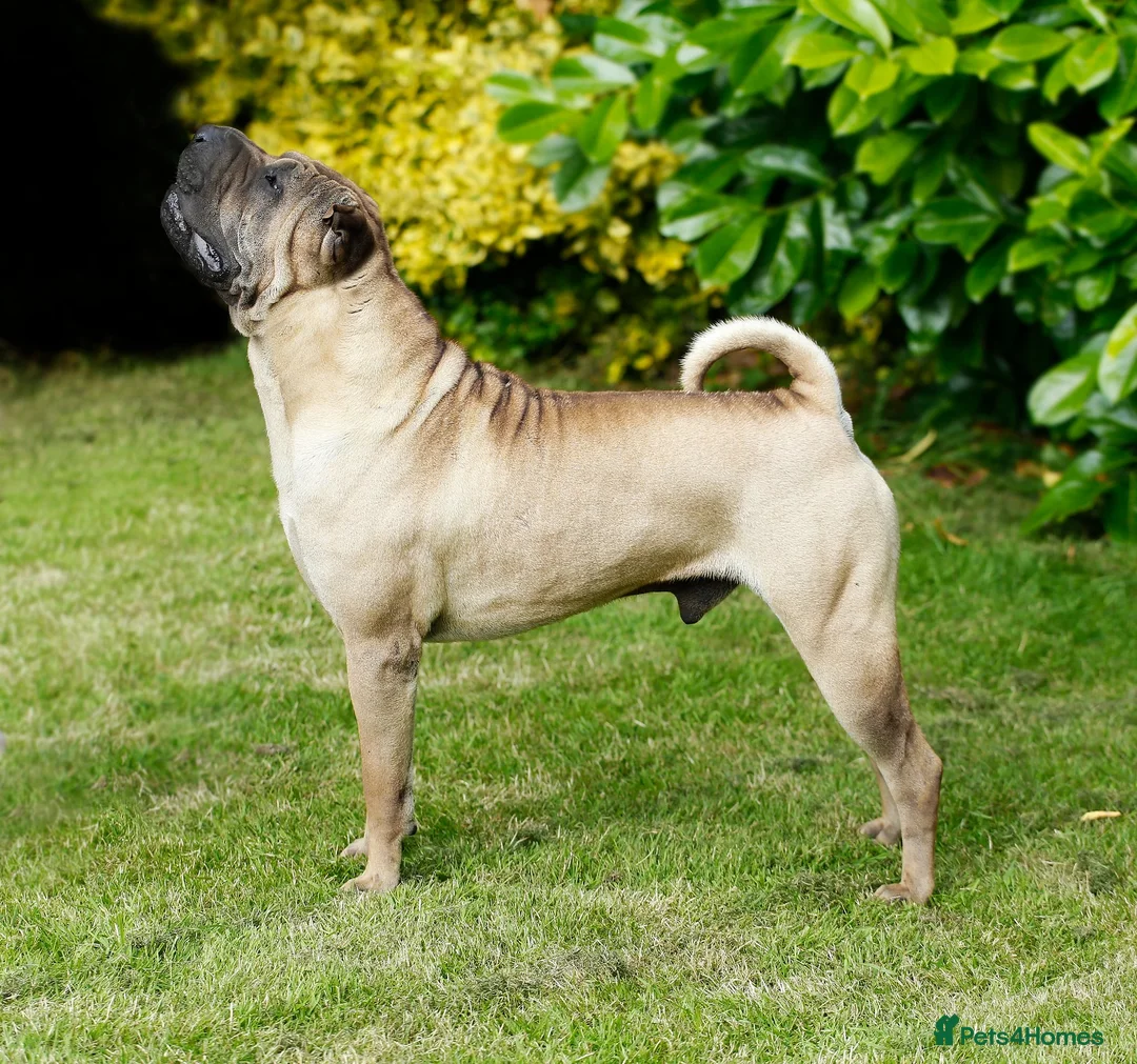 Shar Pei dogs for stud: Champion Shar Pei Stud in Doncaster - Advert 4