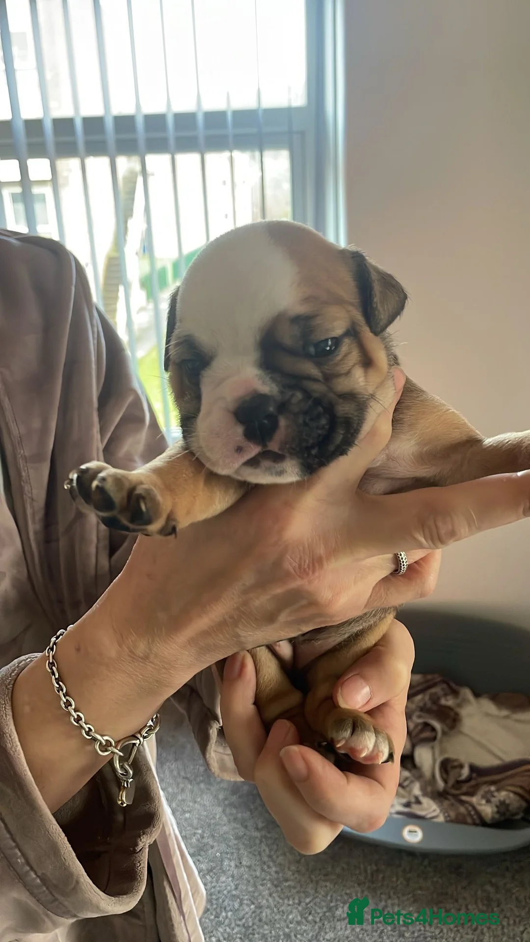 English Bulldog dogs for sale: New England bulldog puppies  - Advert 4