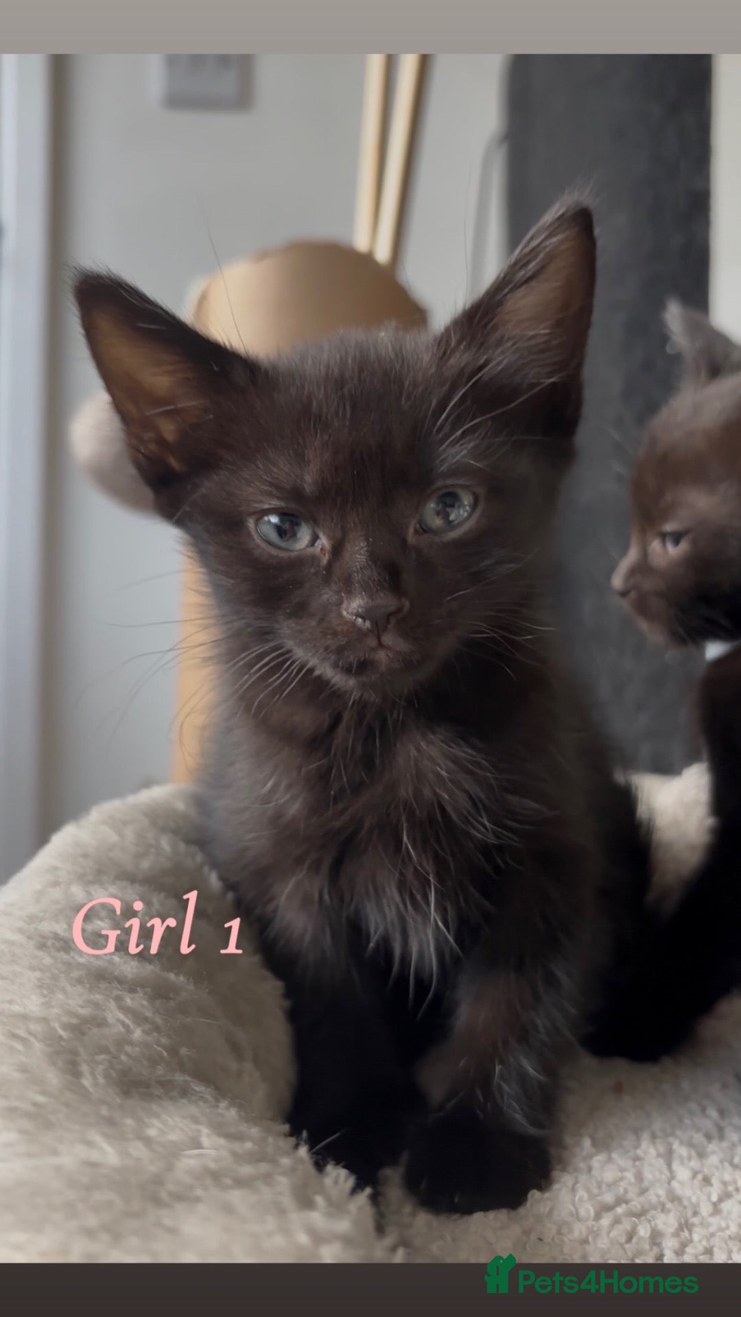 Domestic Shorthair cats 🐈‍⬛READY- 2 females🖤 - Advert 22