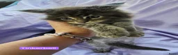 Maine Coon cats for sale: Mainecoons ready now - Advert 11
