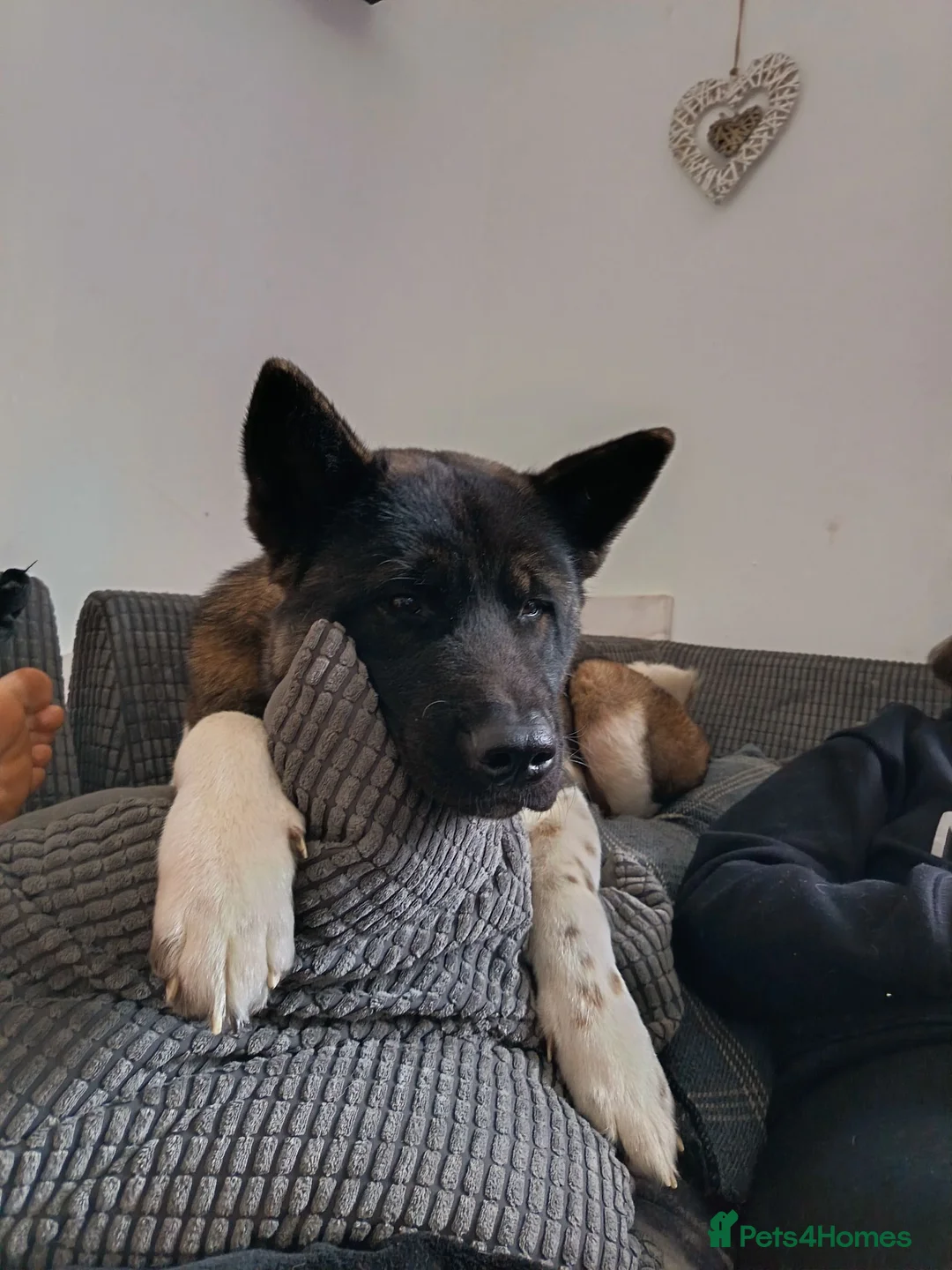Akita dogs for sale: American akita  in Alloa - Advert 4