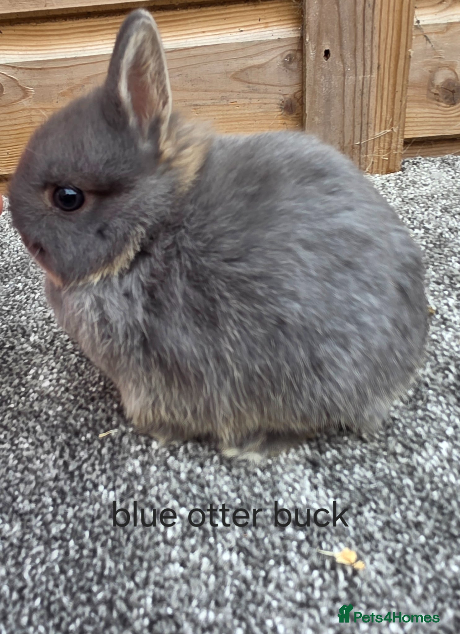 Netherland Dwarf rabbits Netherland Dwarf kits ready to reserve  - Advert 3