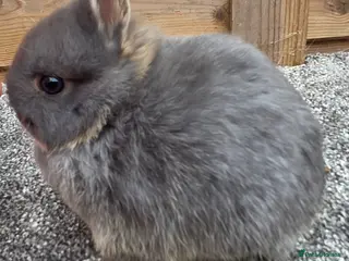 Netherland Dwarf rabbits Netherland Dwarf kits ready to reserve - Advert 3