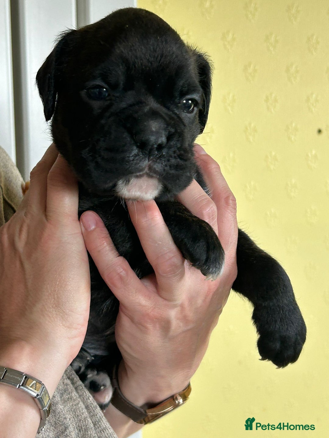 Boxer dogs for sale: Top Quality Boxer Puppies - Image 5