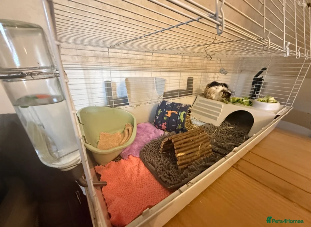 Guinea Pig rodents for sale: Bonded pair of male guinea pigs with full set up - Advert 2