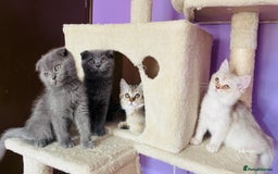 Scottish Fold cats for sale: Beautiful litter Scottish fold ready to new 🏠 ❤️ - Image 12
