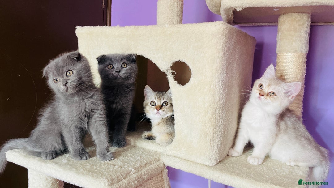 Scottish Fold cats for sale: Beautiful litter Scottish fold ready to new 🏠 ❤️ - Image 12