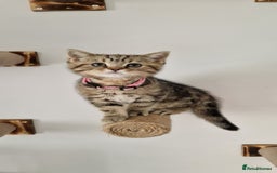 British Shorthair cats for sale: 2 male available TICA register Active British sh - Image 4