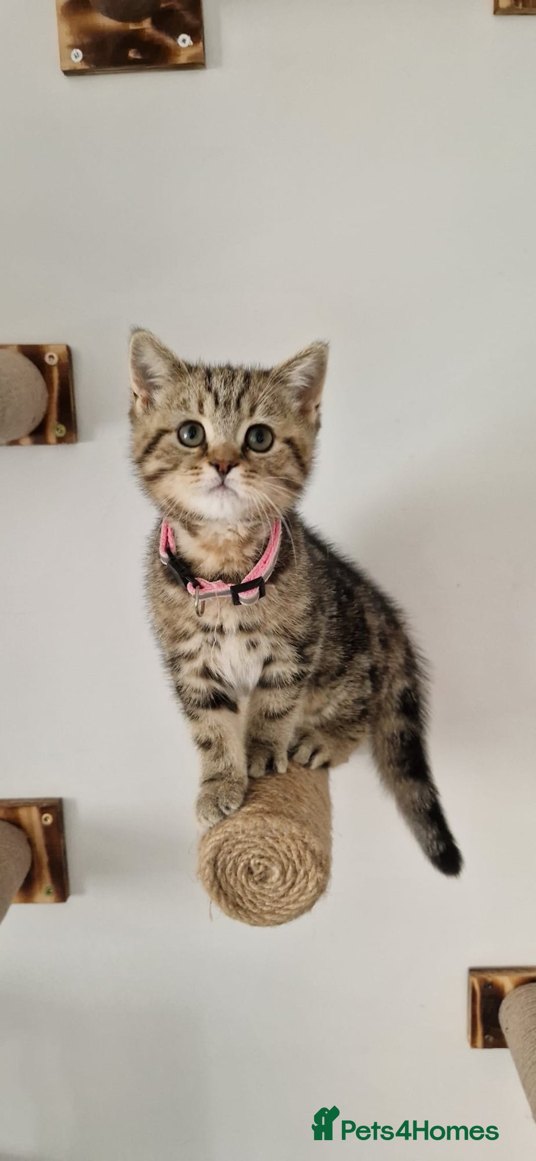 British Shorthair cats for sale: 2 male available TICA register Active British sh - Image 4