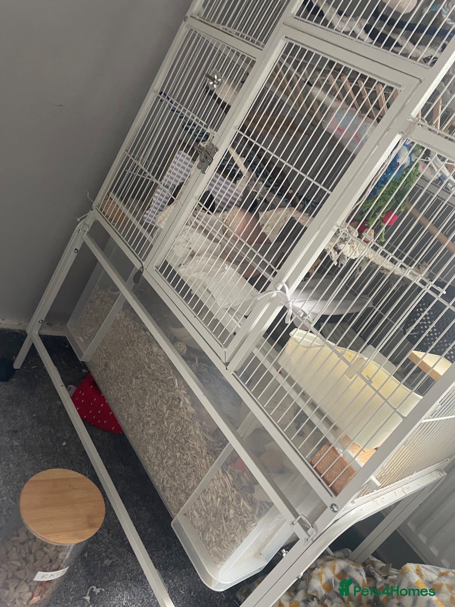 Rat rodents for sale: Four lovely rats looking for a forever home  - Advert 11