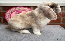Mini Lop rabbits for sale: Pure bred minilop - Image 3