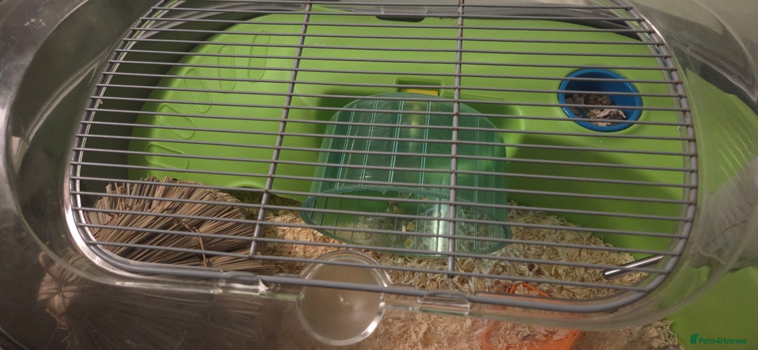 Hamster rodents for sale: asap small hamster - Image 3
