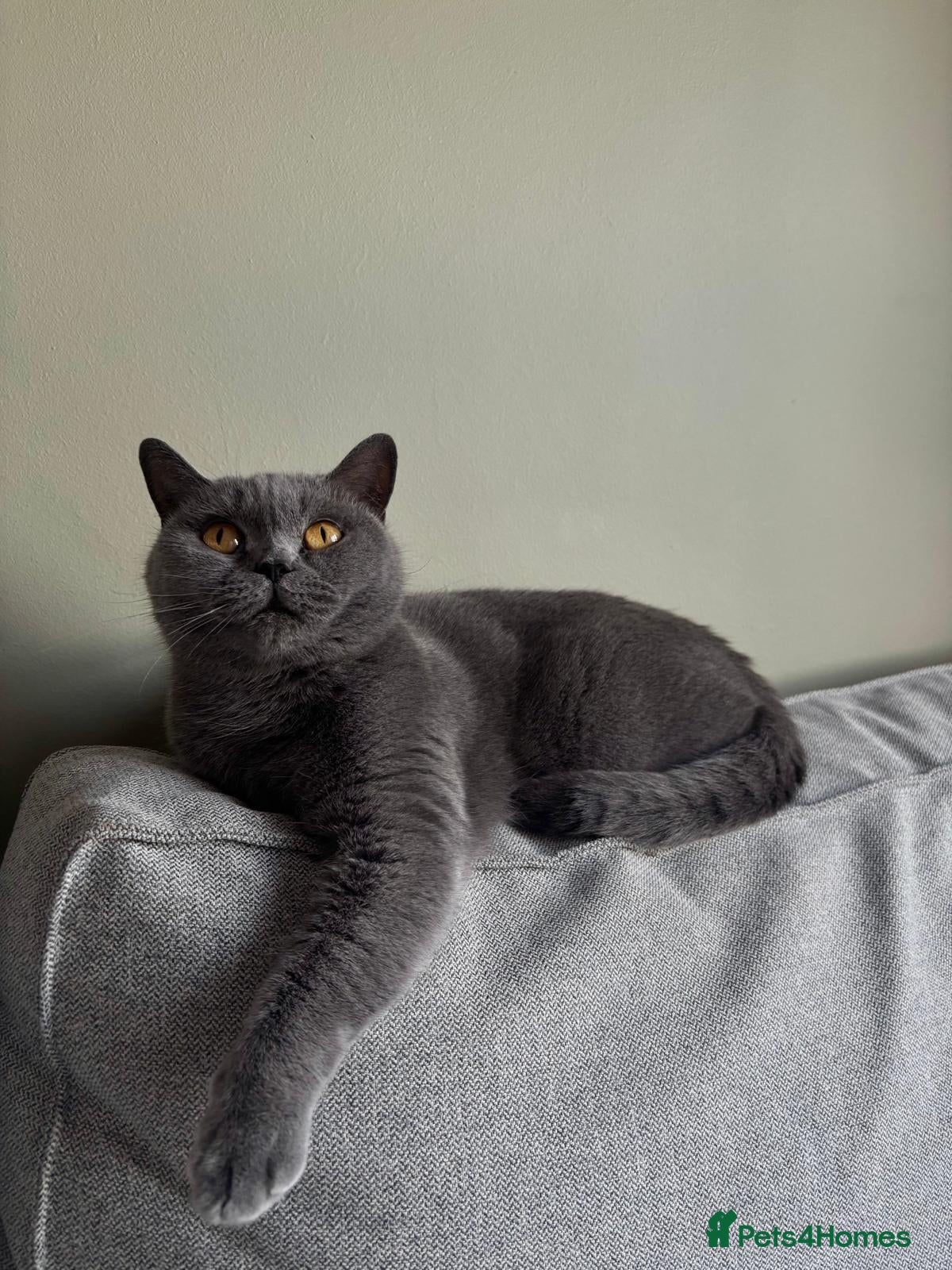 British Shorthair cats 3 GCCF registered British short hair kittens - Advert 2