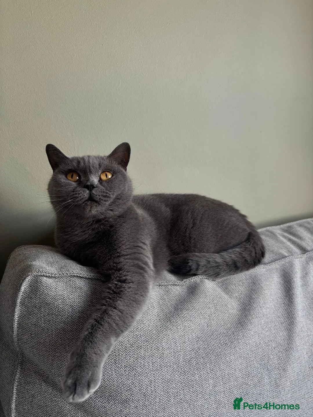 British Shorthair cats for sale: 3 GCCF registered British short hair kittens - Advert 1