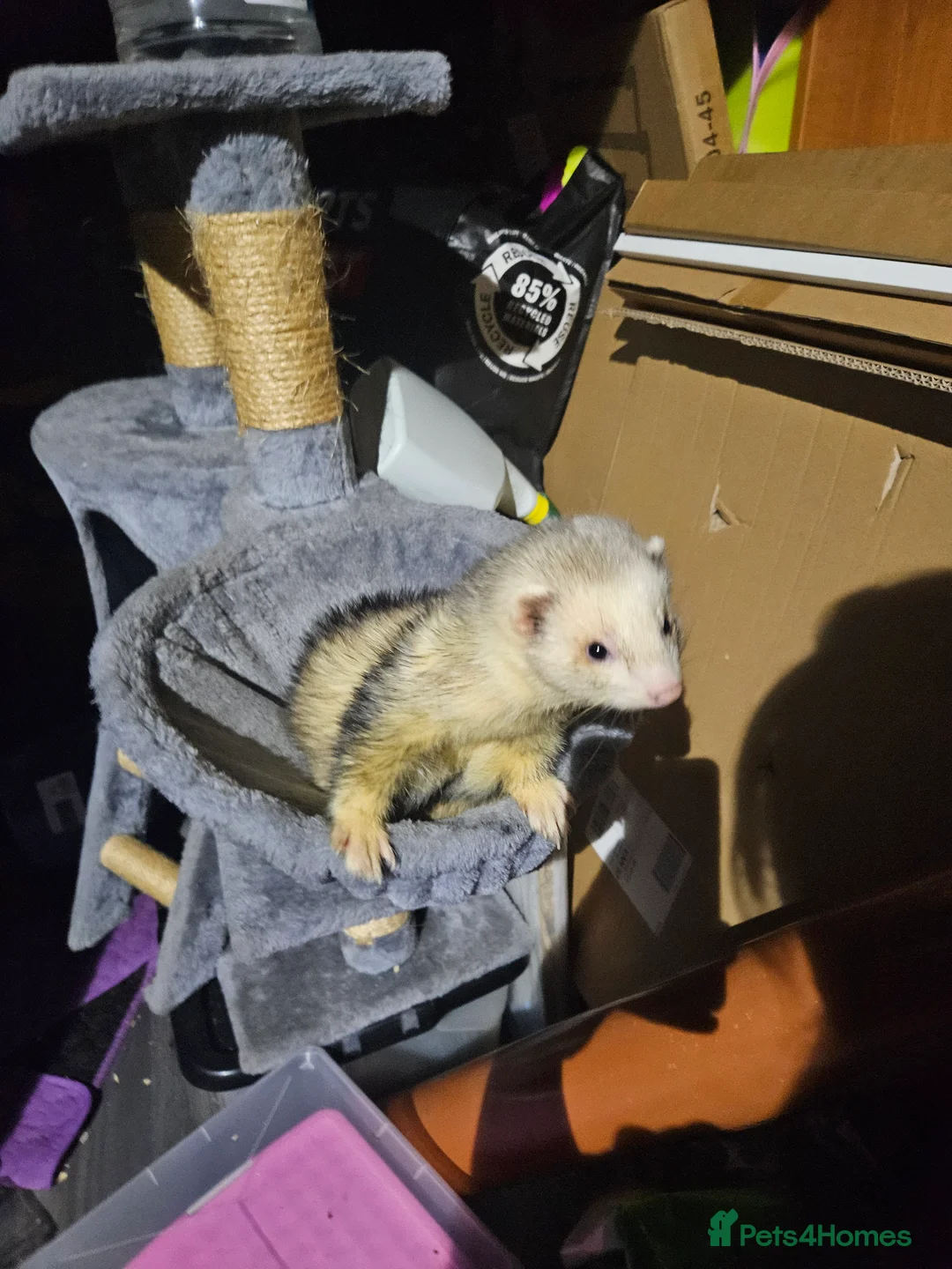 Ferret rodents for sale: Pair of intact male ferrets - 2 young Hobs - Advert 5