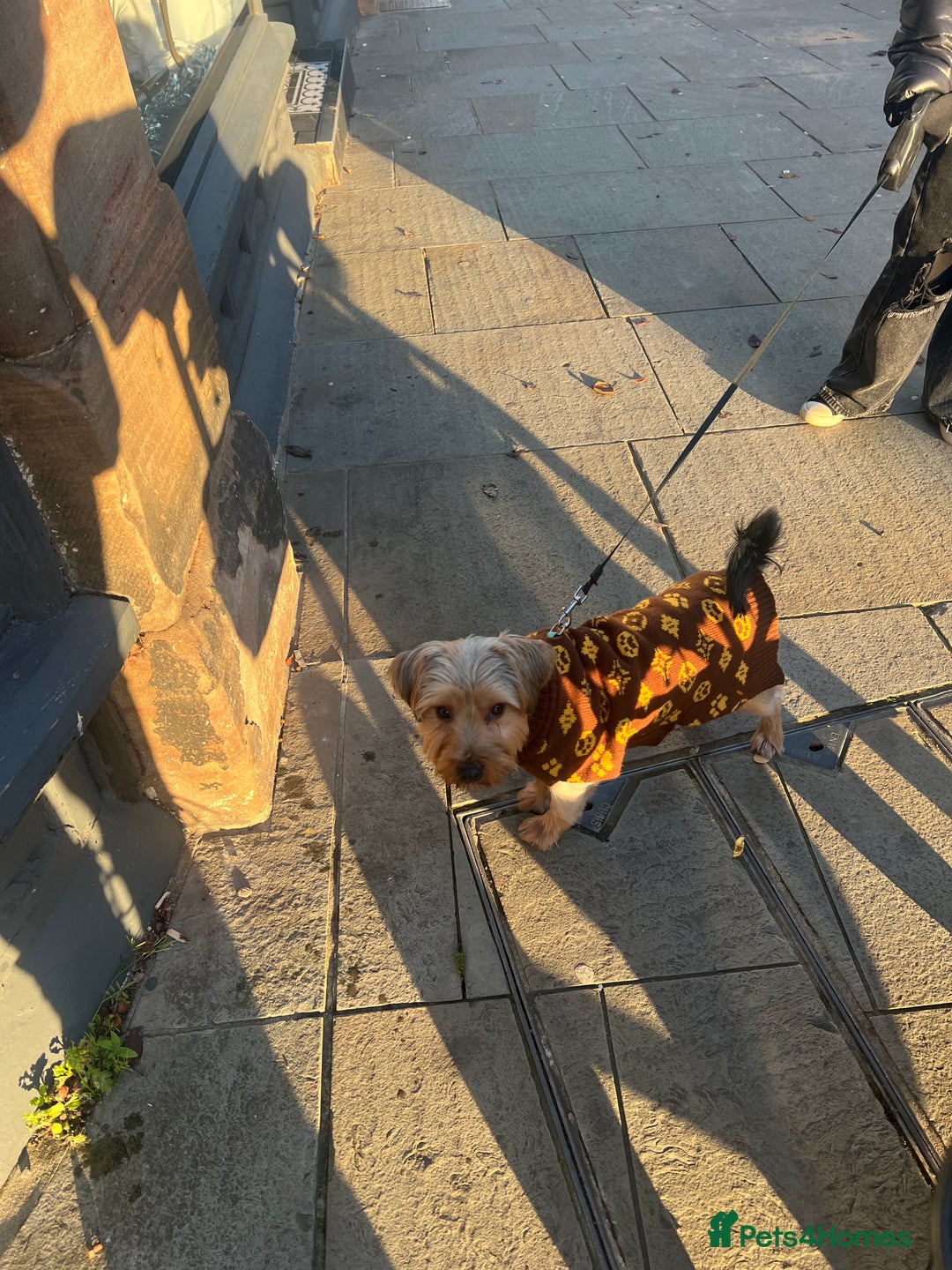 Yorkshire Terrier dogs for sale: Yorkshire terrier  - Advert 13