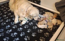 Golden Retriever dogs for sale: KC Reg Golden Retriever Pups - CHAMPION Bloodlines - Image 9