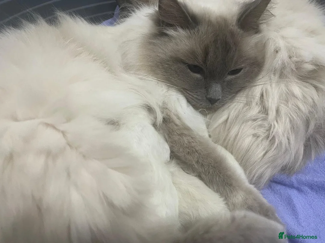 Ragdoll cats for sale: BI COLOUR RAGDOLL BOYS LOOKING FOR NEW HOMES  - Advert 2