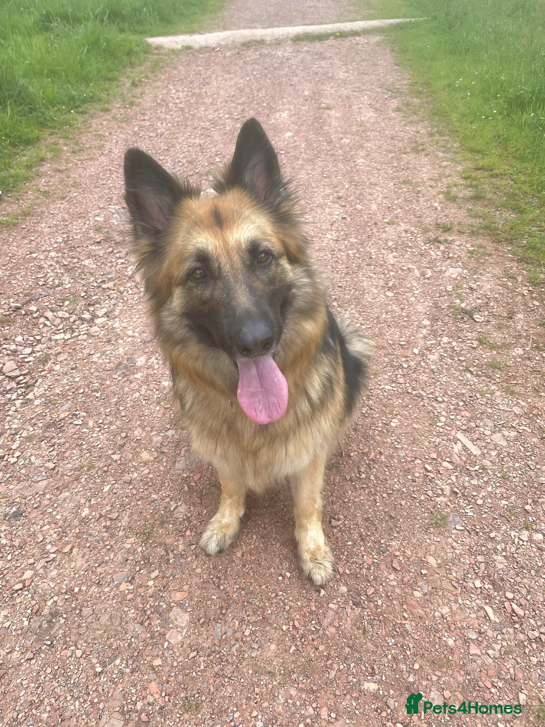 German Shepherd dogs for sale: Home Wanted for Mia  - Advert 7