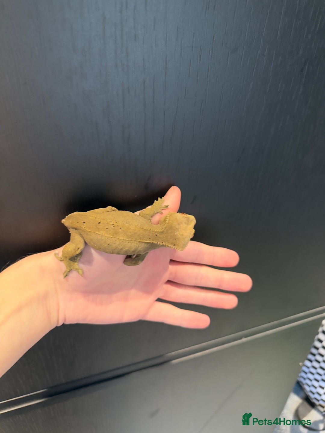 Gecko reptiles for sale: 2 female crested geckos  - Advert 5