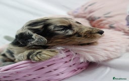 Sheepadoodle dogs for sale: Mini Sheepadoodle the wait is over!  - Image 19