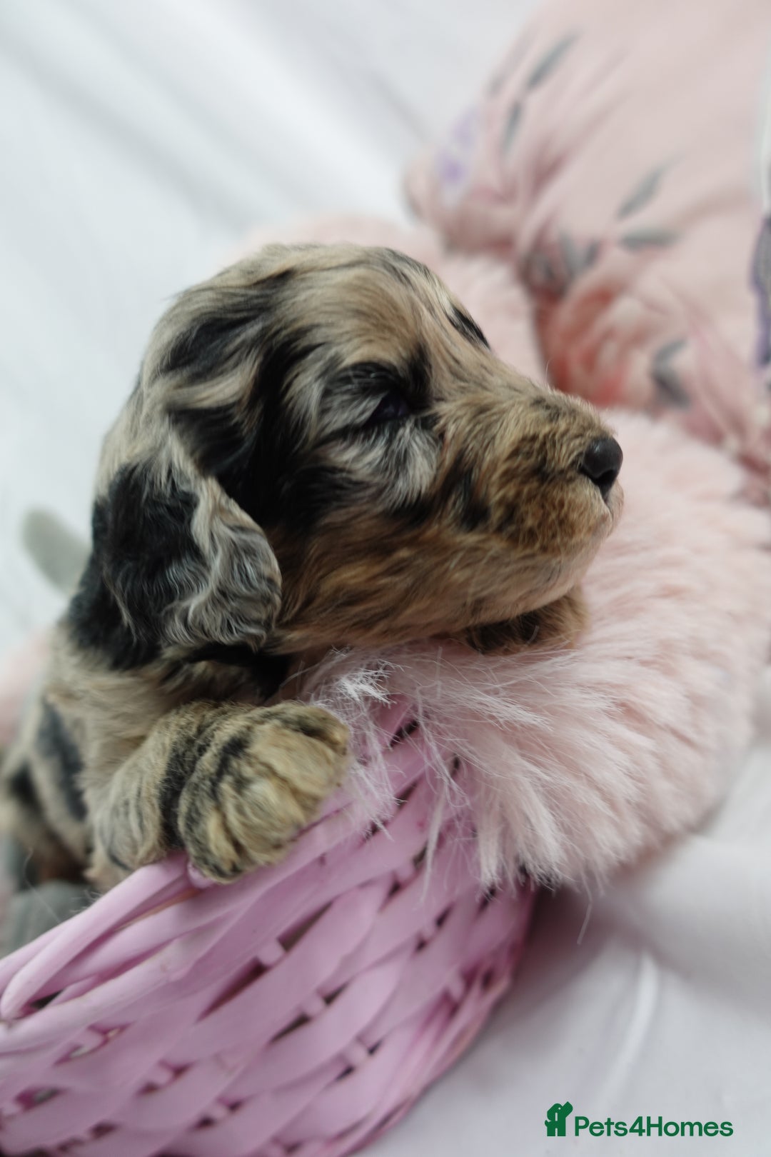 Sheepadoodle dogs for sale: Mini Sheepadoodle the wait is over!  - Image 19