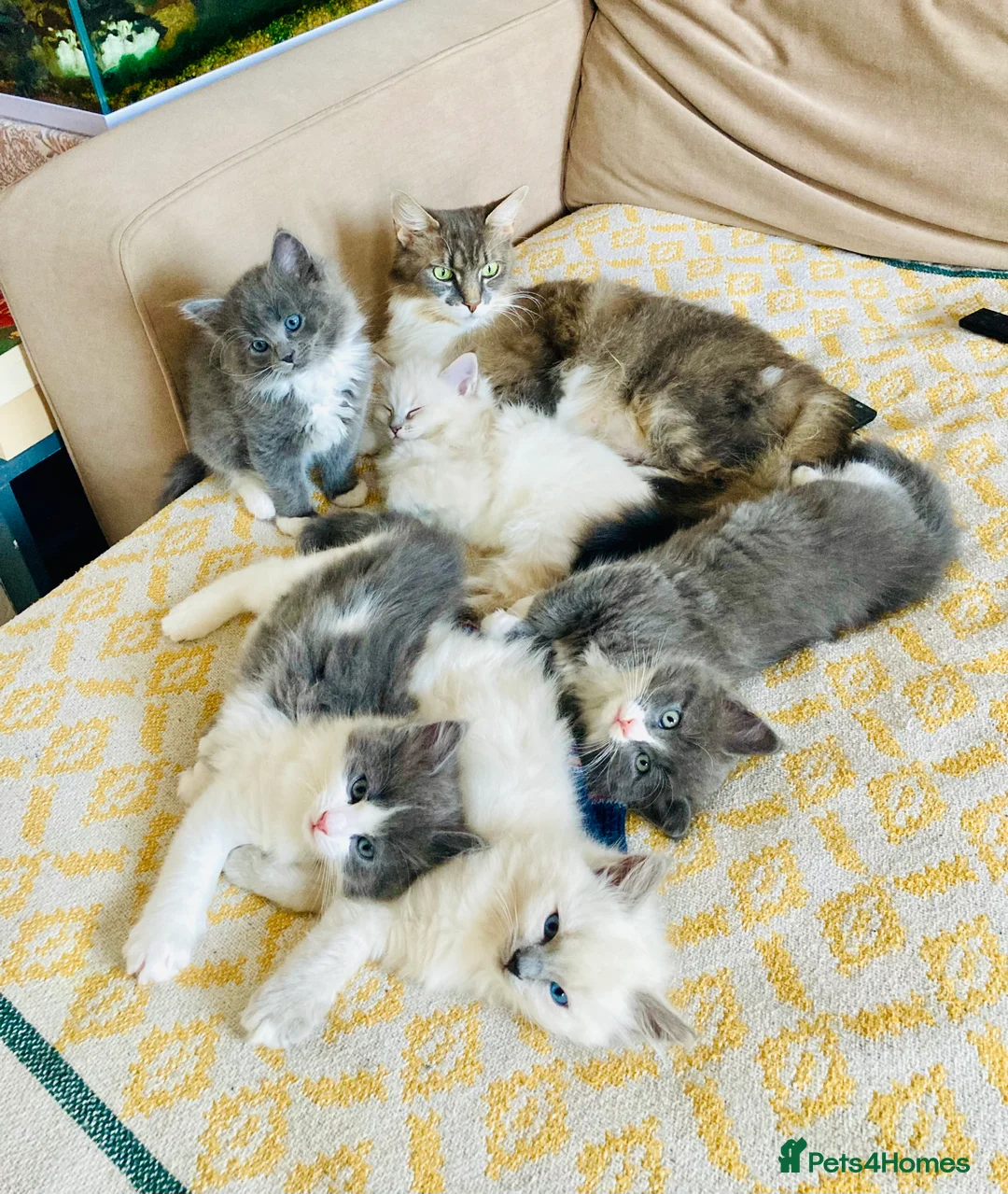 Maine Coon cats for sale: Rag Coon Kittens - Advert 2