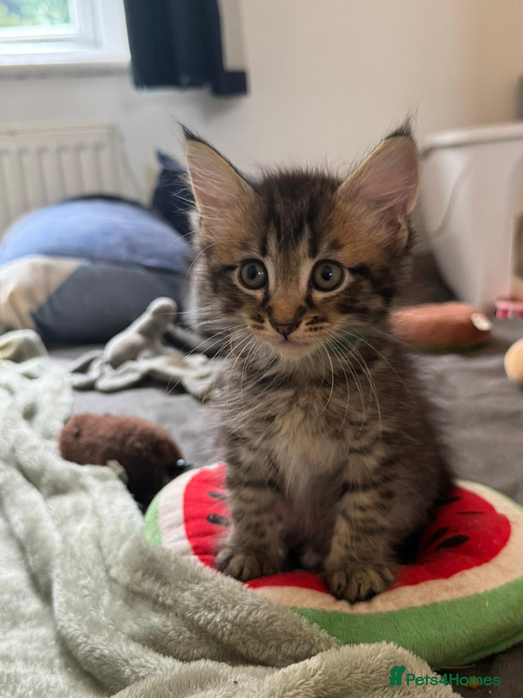 Mixed Breed cats for sale: Kittens ready to go to there forever homes - Image 1