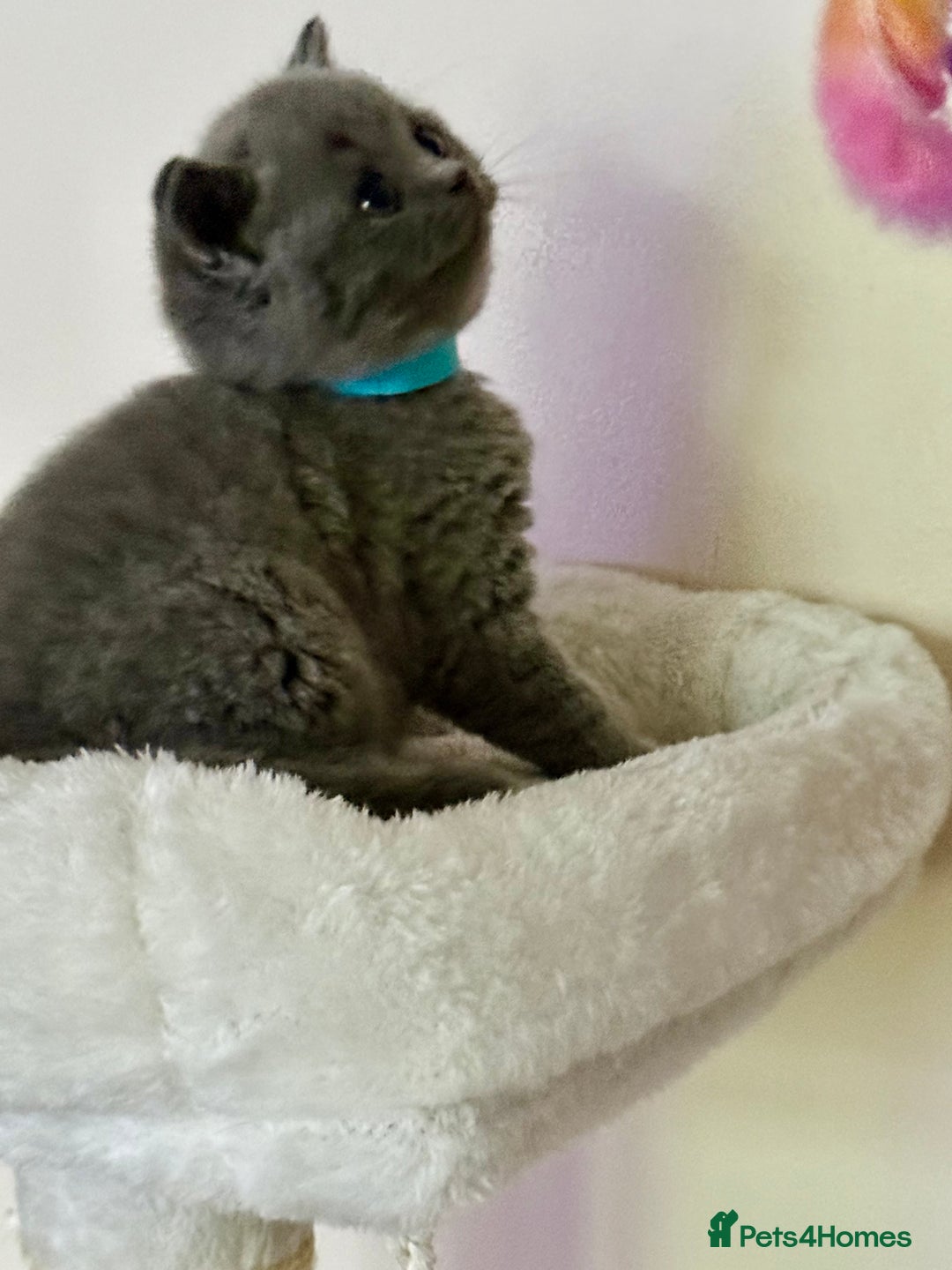 British Shorthair cats for sale: british shorthair kittens  - Advert 9