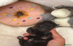 Pomeranian dogs for sale: Pomeranian puppies - Image 6