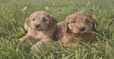 Cavapoo dogs - Advert 16