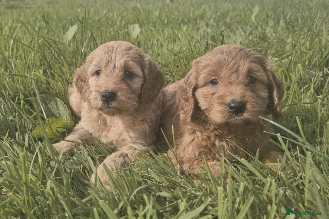 Cavapoo dogs for sale: Cavapoo puppies - Image 2