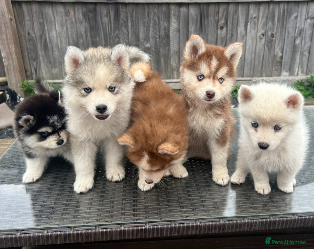 Pomsky dogs for sale: Pomsky puppies - Image 33