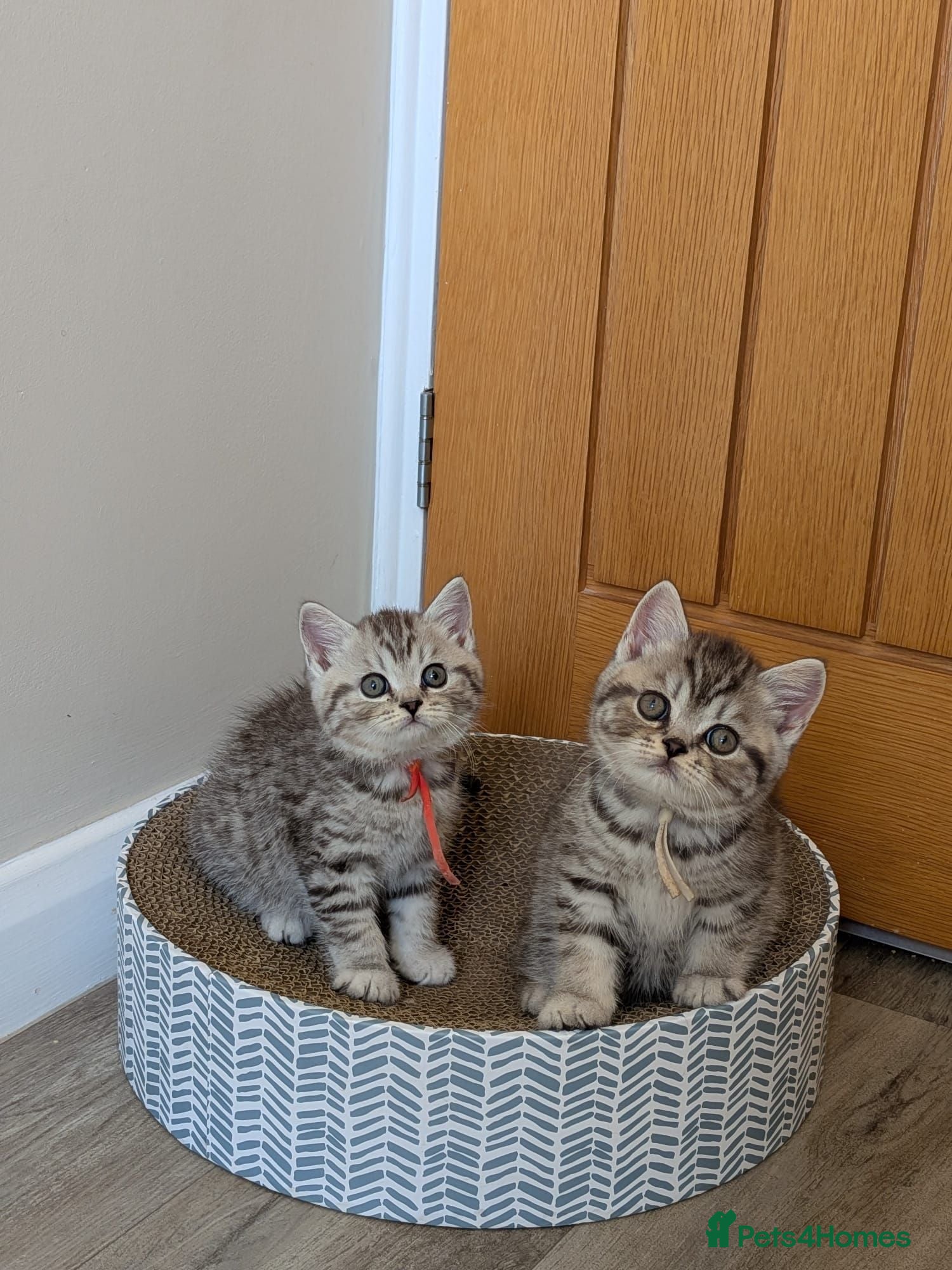 British Shorthair cats British Shorthair kittens - Advert 2