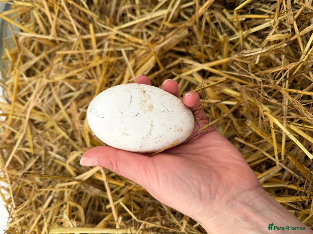 Geese poultry for sale: Hatching Eggs Embden Geese - Advert 2