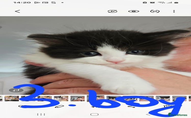 Mixed Breed cats - Advert 10