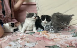 Mixed Breed cats for sale: Four beautiful kittens  - Image 7